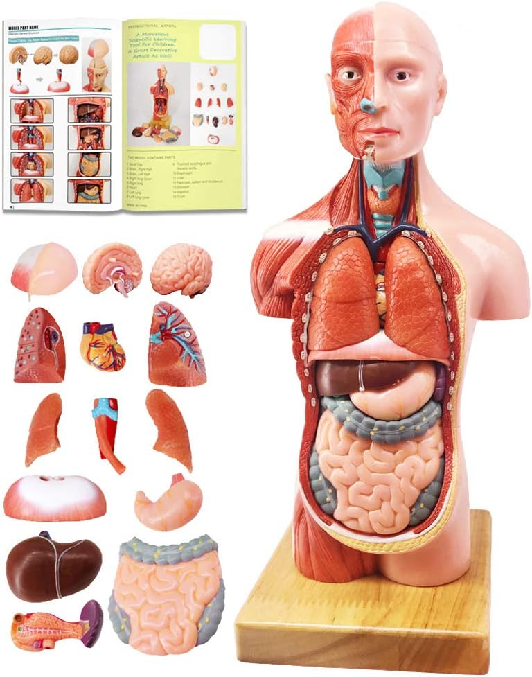 human body model