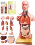 human body model
