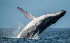 Whale