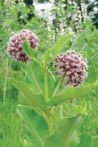 Milkweed plant