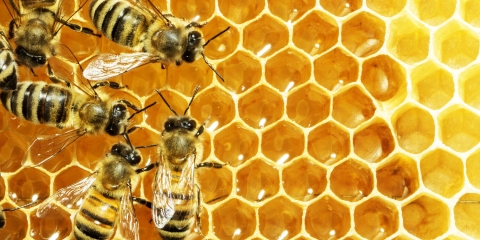 Honeybees on honeycomb