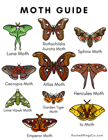 Studio Art: Paper Book Moth  Join us on a fluttery adventure into the world of moths! We will cut out a paper moth, add it to a handmade mini book, and paint to match their natural indicators. Whether you're a moth maniac or just curious about these night fliers, we would love to have you join us!  Come out to learn about, create, and celebrate some of natures coolest critters!  No Reservations Needed