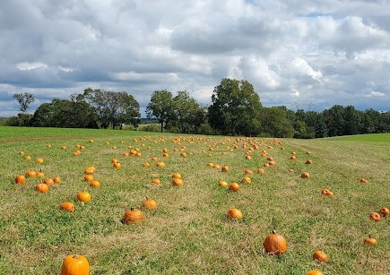 Pumpkin Farm