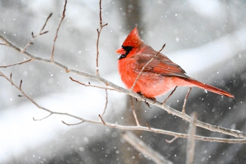 Cardinal in the snow