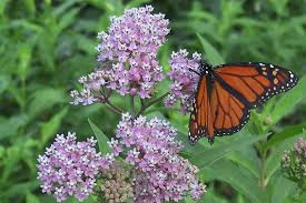 Welcome to another Teen Greenhouse Group Program!  Join other teens (Ages 13-18) as we explore information about Milkweed, the pollinators who depend on it, and you'll take some plants home to grow yourself!  We will plan to meet at the Mason County Public Library Greenhouse (in the parking lot), as long as weather permits.   Join us as we plant some local milkweed varieties that you will monitor and take home for transplanting. Contribute to accessible food for local pollinators.Registration Required  