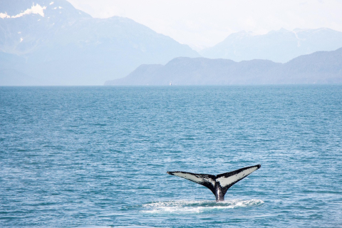 Whale tail in the Antarctic