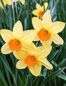 Daffodil