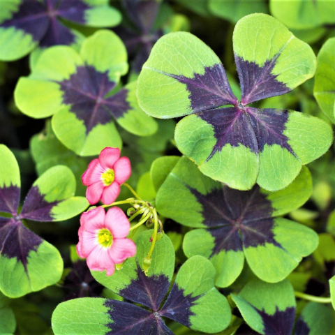Shamrock Plant
