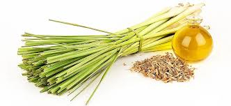 Come join us for another Teen Greenhouse Group! This Month we will be going over the uses and benefits of Lemongrass (Cymbopogon) for; food, skin, and in your garden!  Attendees will be introduced to Lemongrass, will be given a live plant, and instructions for care and transplanting.   We love working with plants that benefit our lives in many ways!   We encourage Teens 13-18 to join us!  If you have any questions, please reach out :)  No Registration Required