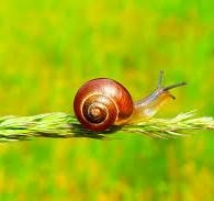 Snail 