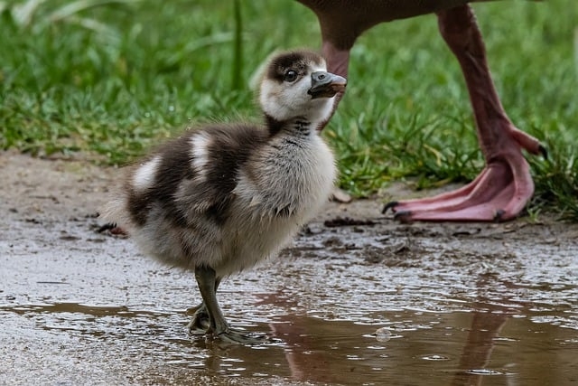 Canadian gosling
