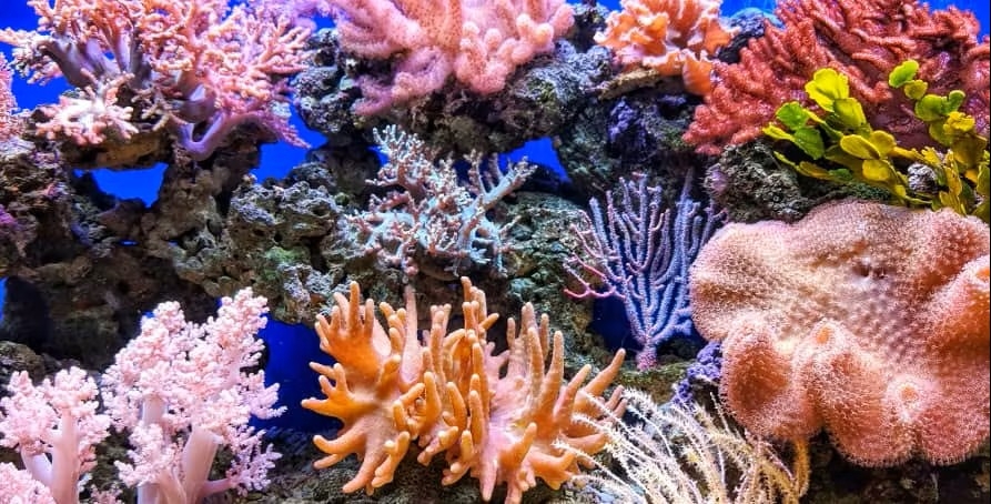 Coral reef