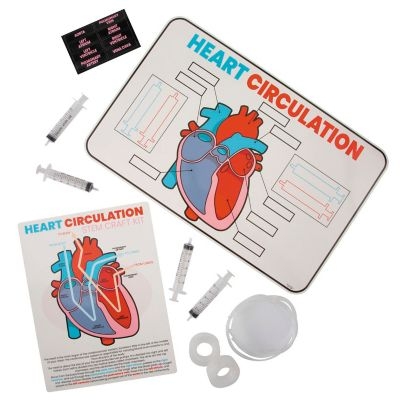 Heart Circulation Project