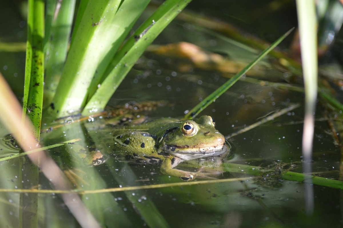 Frog in a pond.