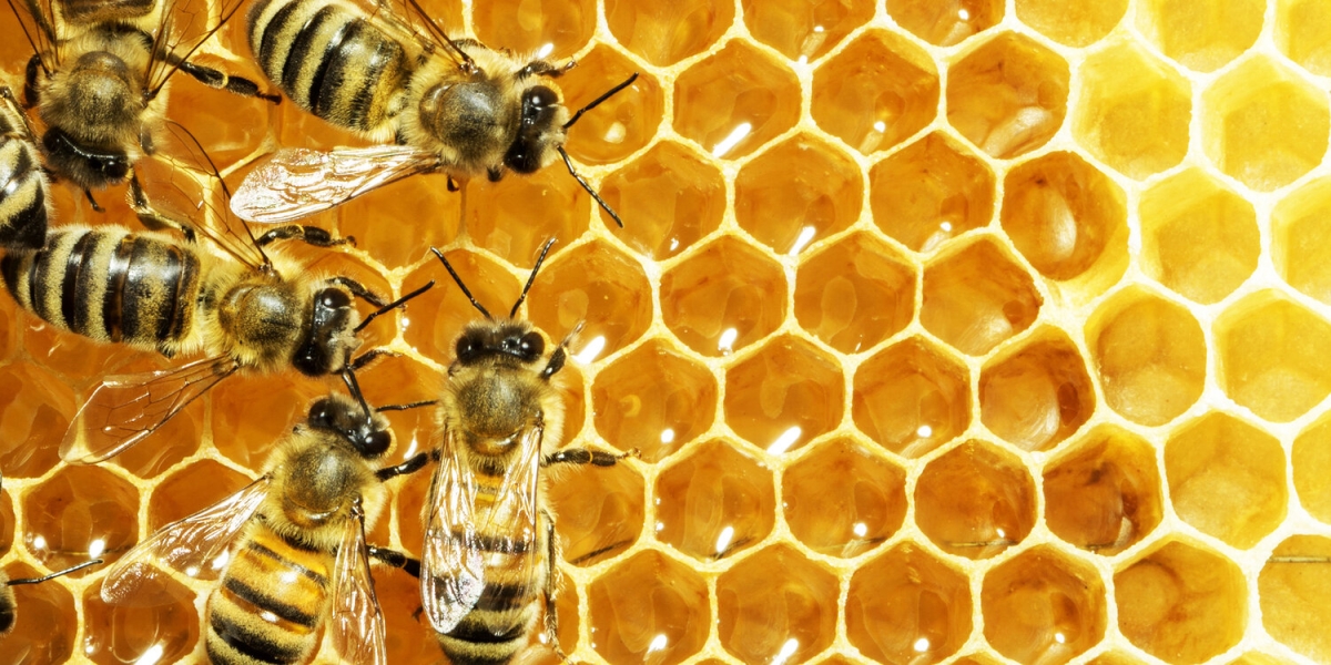 Honeybees on honeycomb
