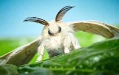 moth 