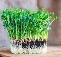 micro greens