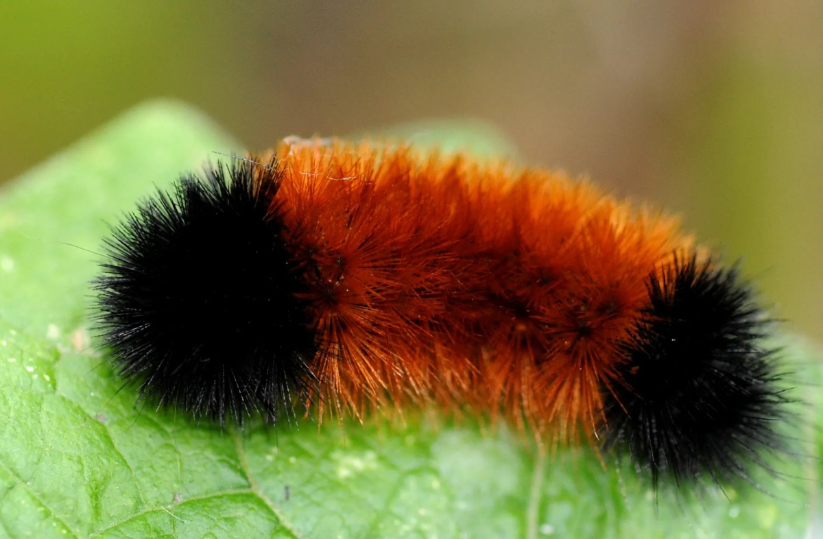 Wooly Bear Caterpillar