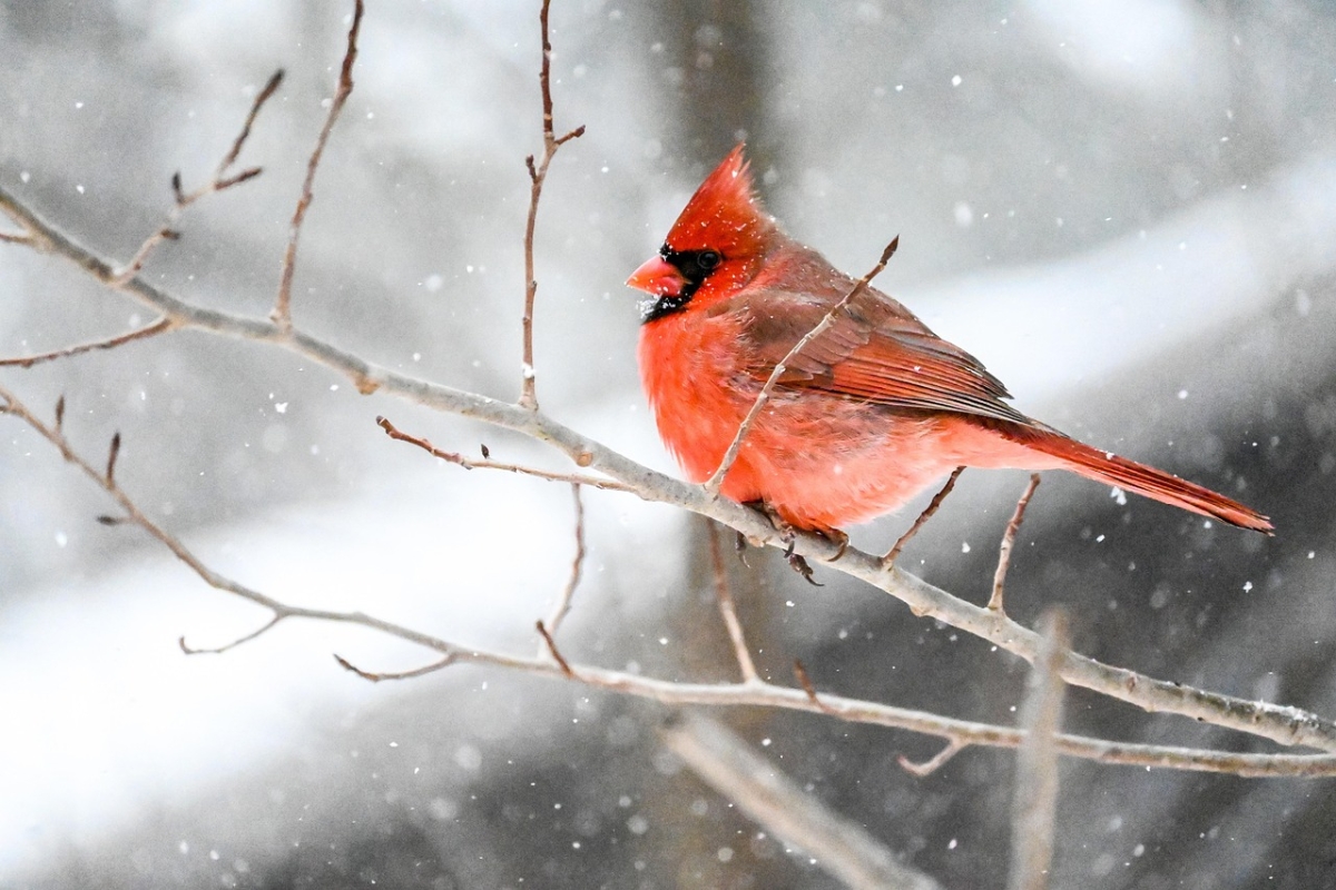 Cardinal in the snow