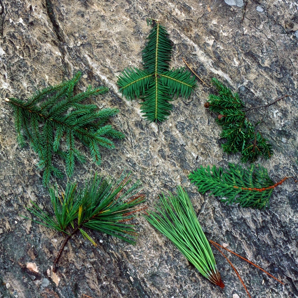 Sprigs off of various types of North American Coniferous Trees