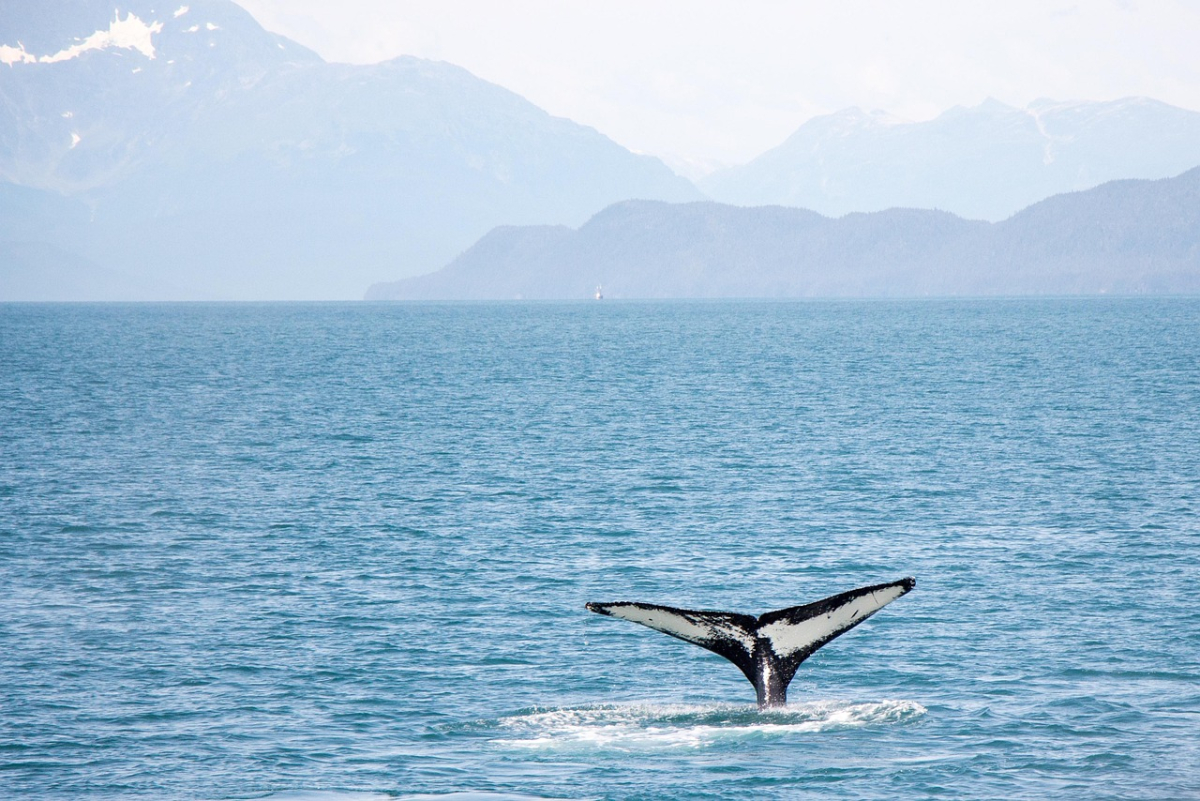 Whale tail in the Antarctic