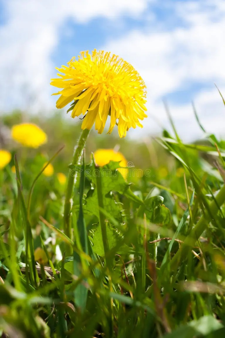 Dandelions